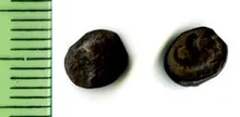 Samaria (Achaemenid province) rev