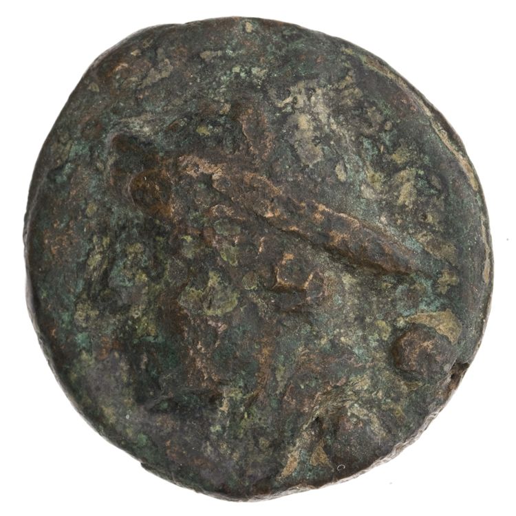 RRC 35/5, аверс, American Numismatic Society (ans)