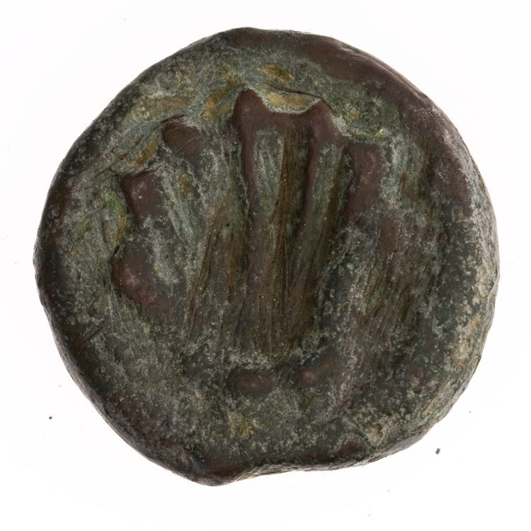 RRC 21/5, реверс, American Numismatic Society (ans)