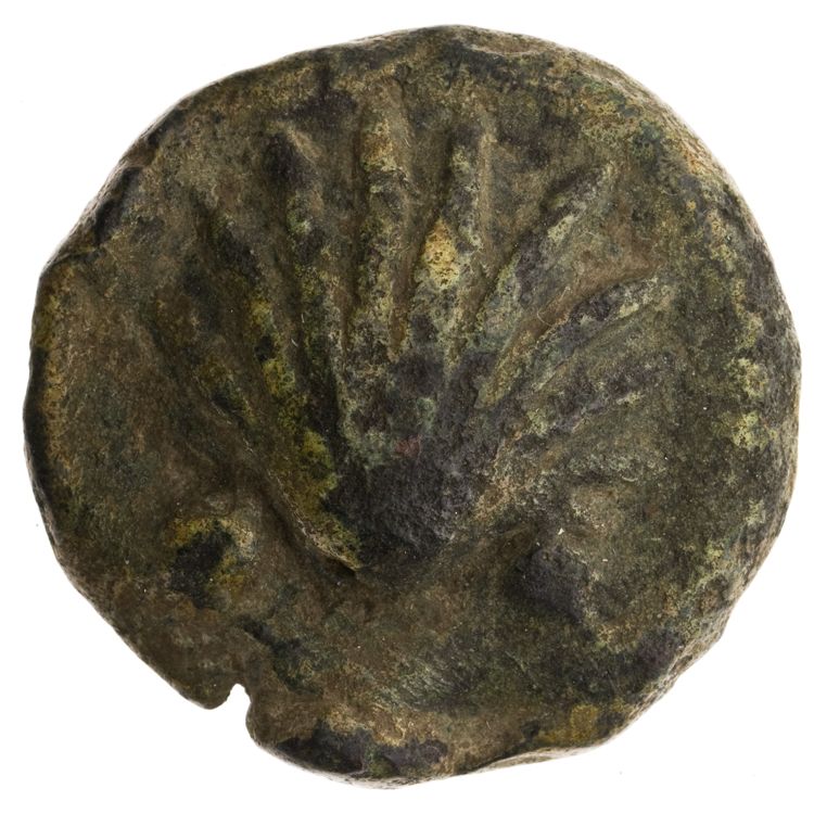 RRC 25/8, аверс, American Numismatic Society (ans)