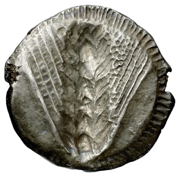 Metapontum Historia Numorum Italy 1482-3, реверс, BnF (IRIS)