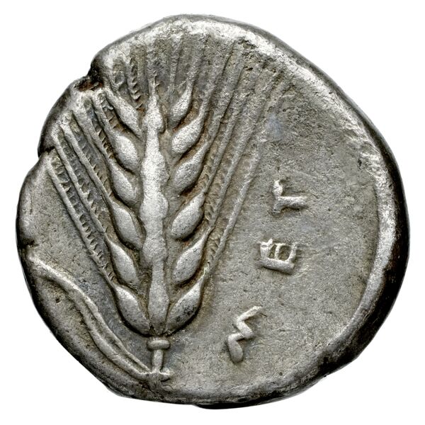Metapontum Historia Numorum Italy 1510-14, реверс, bnf-iris