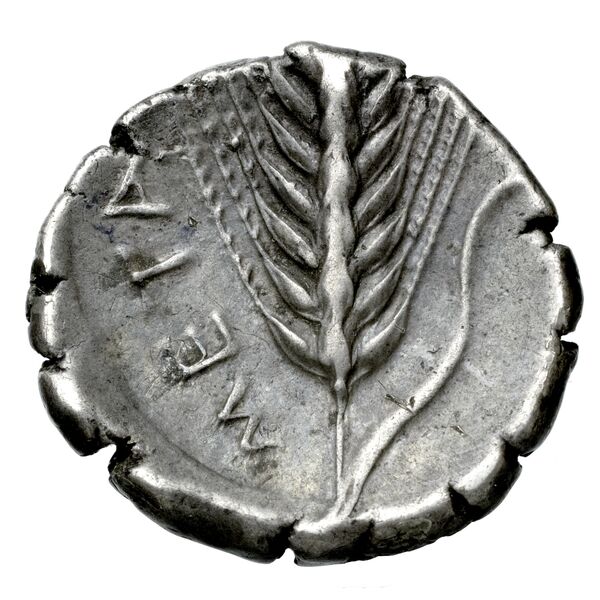 Metapontum Historia Numorum Italy 1524, реверс, bnf-iris