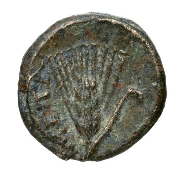 реверс Metapontum Historia Numorum Italy 1697