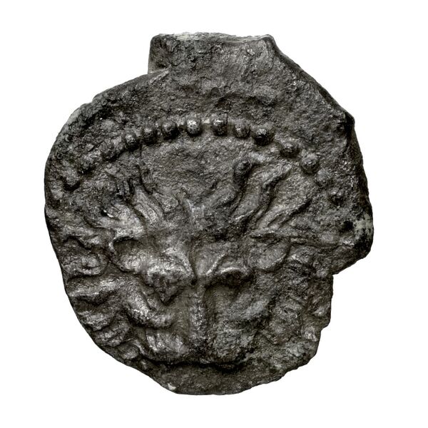 Amathus BMC Amathus 1-6, аверс, bnf-iris