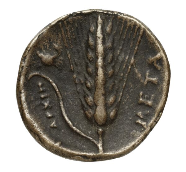 реверс Metapontum Historia Numorum Italy 1564