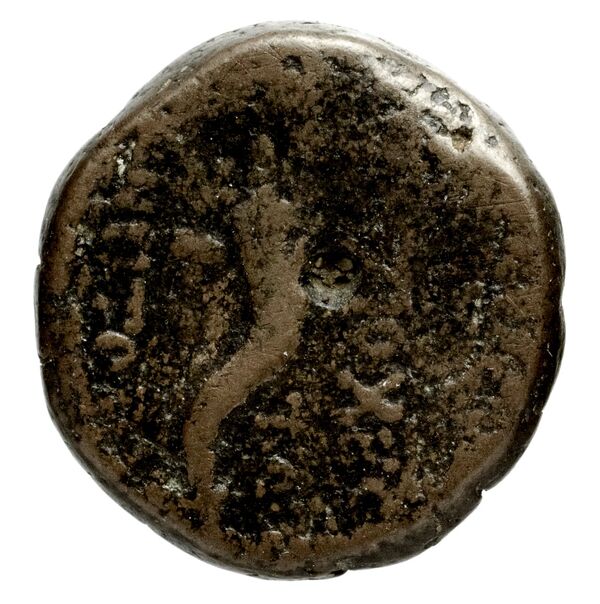 Ptolemais-Ake Kadman 1961 11-44, реверс, BnF (IRIS)