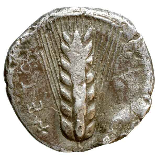Metapontum Historia Numorum Italy 1496, аверс, bnf-iris