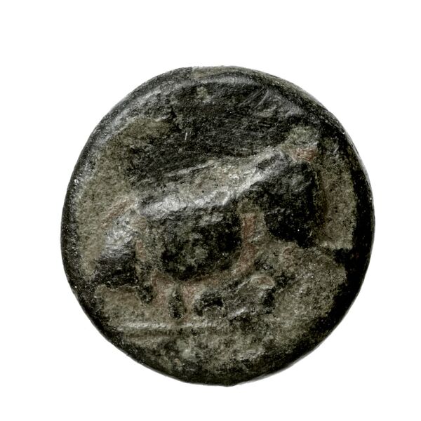 Phlius BMC Phlius 13-7, аверс, bnf-iris