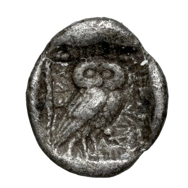Kheriga Phellus Mørkholm and Zahle 1976 9-16, реверс, bnf-iris