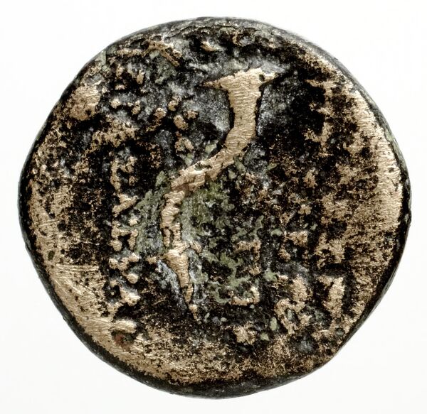 Ptolemais-Ake Kadman 1961 11-44, реверс, BnF (IRIS)