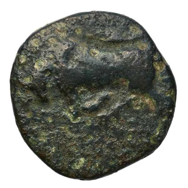 Phlius BMC Phlius 13-7, аверс, bnf-iris