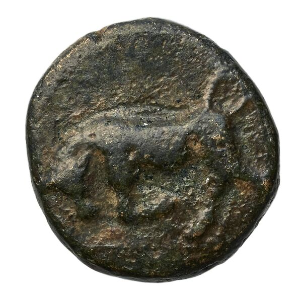 Phlius BMC Phlius 13-7, аверс, bnf-iris