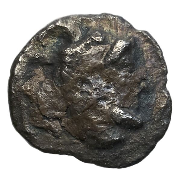 Aradus Elayi 2015 Pl. xv, c28, аверс, bnf-iris