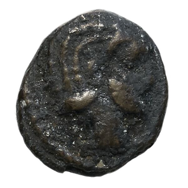 Aradus Elayi 2015 Pl. xv, c28, аверс, bnf-iris