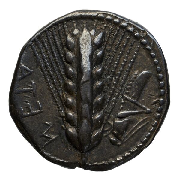 аверс Metapontum Historia Numorum Italy 1484-6