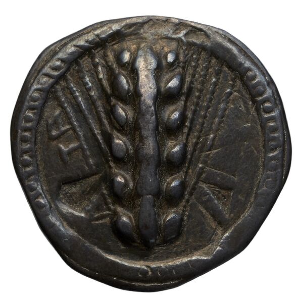 Metapontum Historia Numorum Italy 1482-3, аверс, BnF (IRIS)