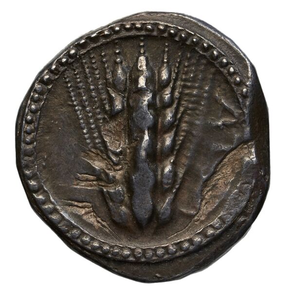 Metapontum Historia Numorum Italy 1482-3, аверс, BnF (IRIS)