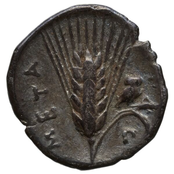 реверс Metapontum Historia Numorum Italy 1601