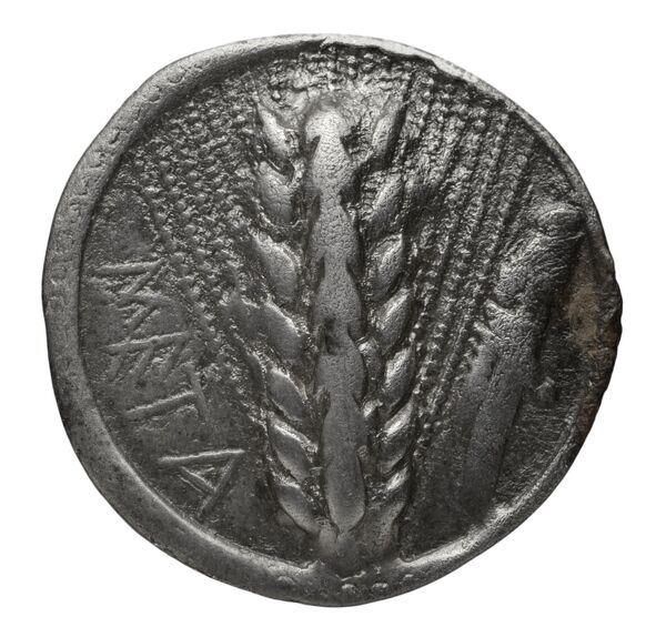 аверс Metapontum Historia Numorum Italy 1459