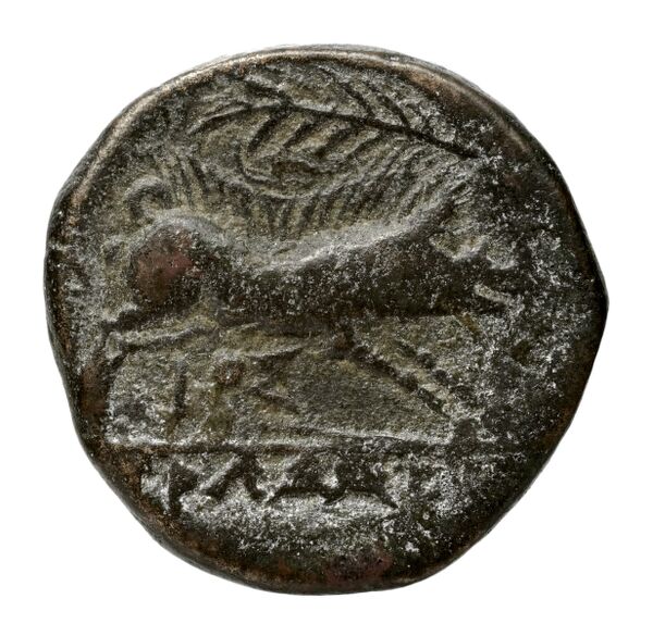 Salapia Historia Numorum Italy 690, реверс, BnF (IRIS)