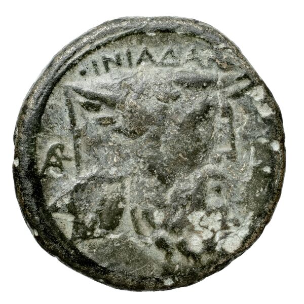 Oeniadae BMC Oeniadae 6-14, реверс, BnF (IRIS)