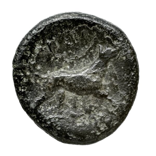 реверс Argos Amphilochicum BMC Argos Amphilochicum 1-7