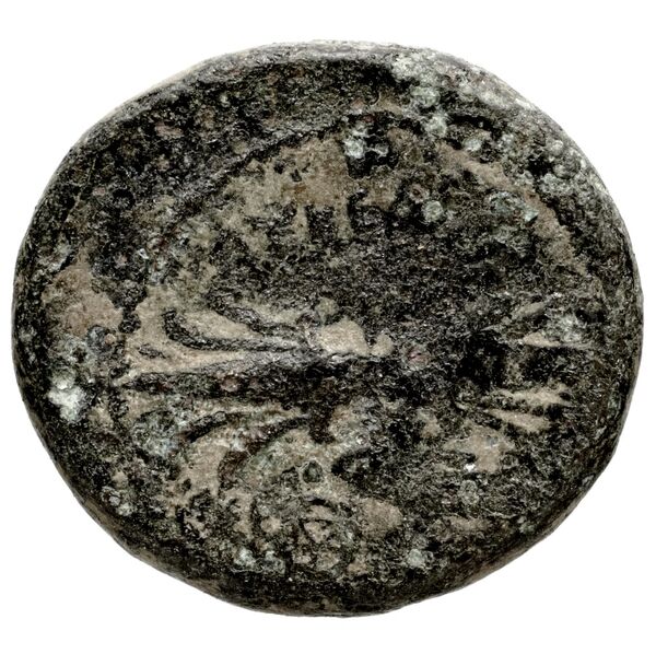 Seleuceia Pieria BMC Seleuceia in Pieria 5-6, реверс, bnf-iris