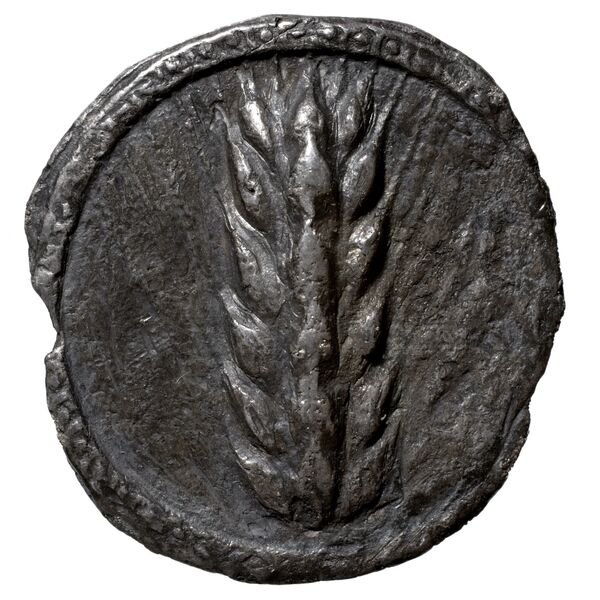 Metapontum Historia Numorum Italy 1482-3, аверс, BnF (IRIS)