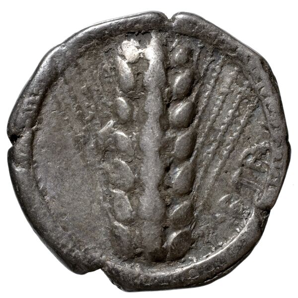 Metapontum Historia Numorum Italy 1482-3, аверс, BnF (IRIS)