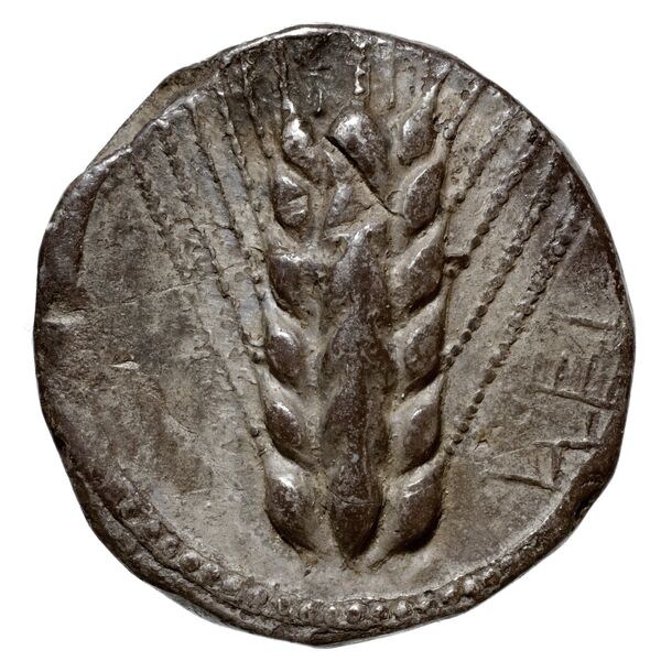 Metapontum Historia Numorum Italy 1484-6, аверс, bnf-iris
