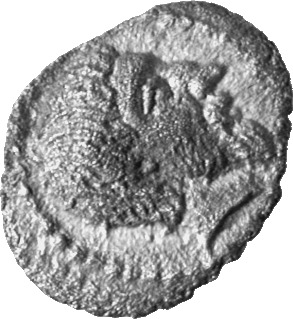 CN Type cn.amadocus_i_odrysian_thrace.1_ed.4, аверс, Corpus Nummorum
