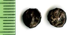 Samarian Coinage 193, реверс, sitnam
